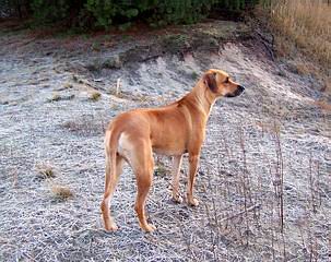 how often should you walk a rhodesian ridgeback