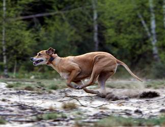 Whippet rhodesian ridgeback store mix