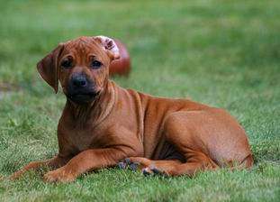 how often should you walk a rhodesian ridgeback